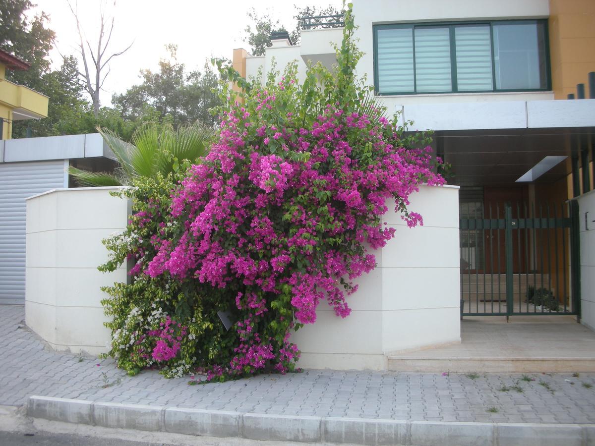 Villa Diva Kemer Dış mekan fotoğraf